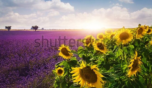 دانلود رایگان shutterstock_304888940