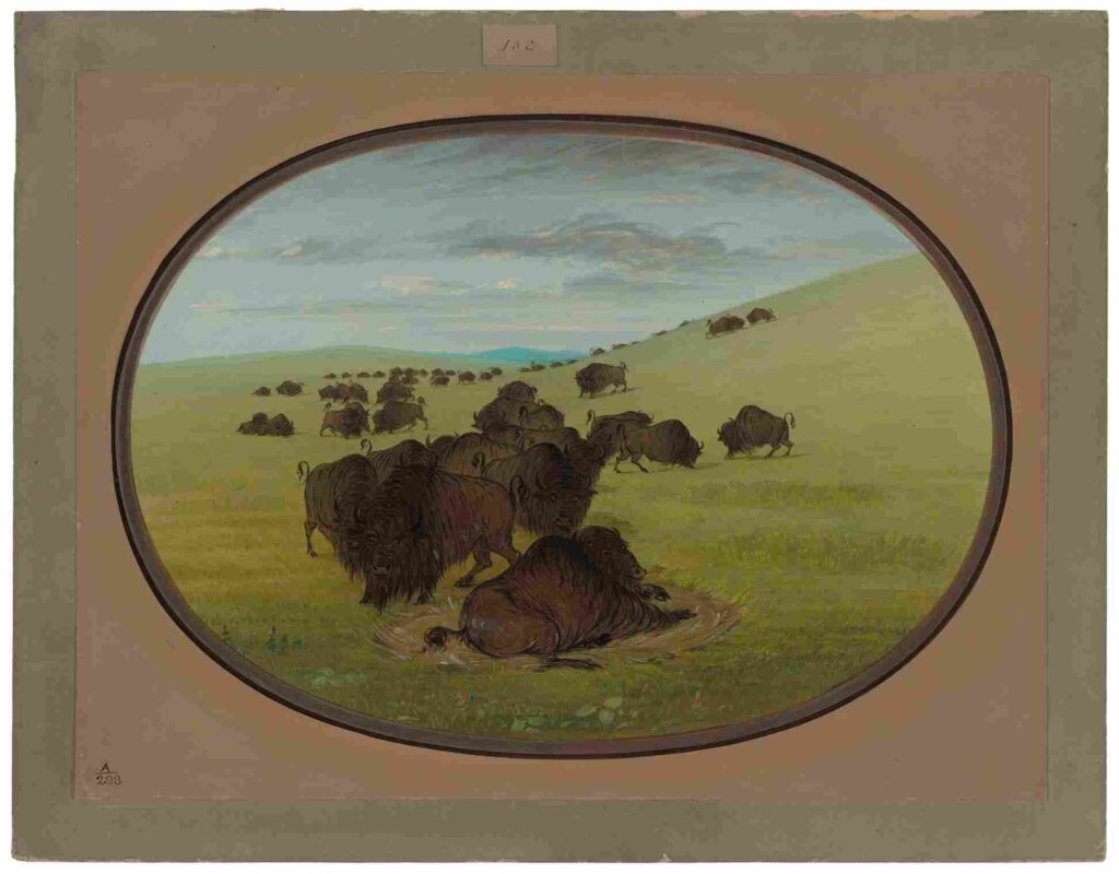 نقاشی George Catlin - A Buffalo Wallow